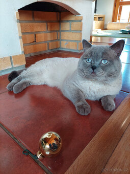 Koťátka – britská kočka – colorpoint - 11