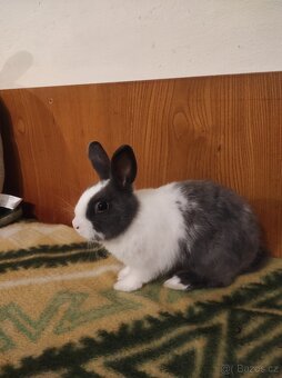 Králík zakrslý - 11