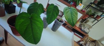 Syngonium různé druhy - 11