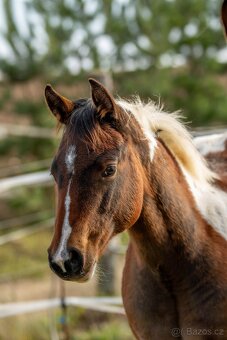 Letošní paint horse klisnička - 11