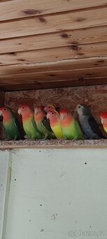 Agapornis růžohrdlý - 11