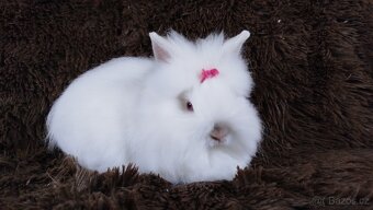 Zakrslý králík, králíček -(TEDDY)-HEIDY - 11