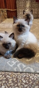 Ragdoll kotatka ,kotata - 11