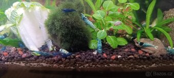 Akara cichlida papuščí endlerky krevetky - 11