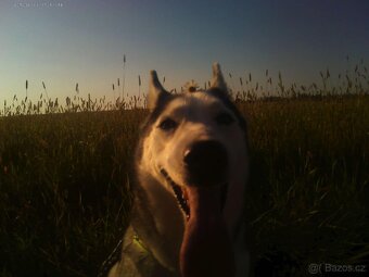 Sibiřský husky kira, prosím přečtěte si popis - 11