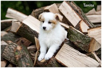 Border Collie, Border Kolia s PP FCI barva ee red - 11