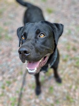 ÁRON K ADOPCI - přátelský akční mazel, vhodný k dětem - 11