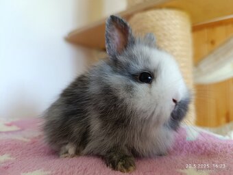 Zakrslý králík - očkovaná mláďata - 11