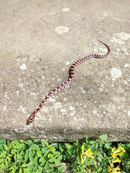 užovka červená, terárium - 11