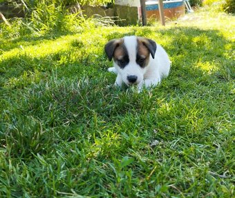 Jack Russell teriér - 11