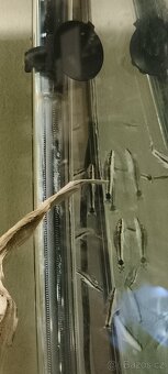 Hrotočelec prstenčitý - 11