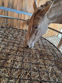 Kovový kryt na příkrmiště/ víko na příkrmiště - 11