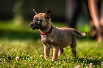 Belgický ovčák - Malinois s PP - 11