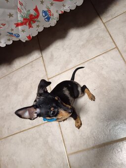 Trpasličí pinč bez PP - 11