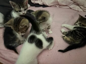 6 Rozkošných Koťátek (Máma Britka s PP x Pouliční Elegán) - 11