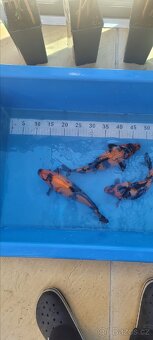 Prodam KOI pouze uznavane variery - 11