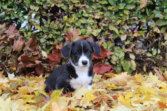 Welsh corgi cardigan s PP - 11