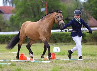 Připouštění Welsh part Bred - 11