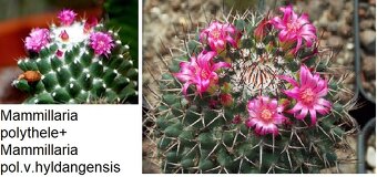 Semena kaktusů - 11