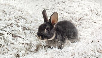 Zakrslý králík, králíček -(REX)-DAISY - 11