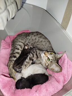 Orientální koťata - 11