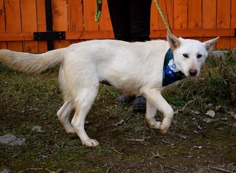 NAIMA K ADOPCI - 1 ROK, NĚŽNÁ, MILÁ, VHODNÁ K DĚTEM - 11