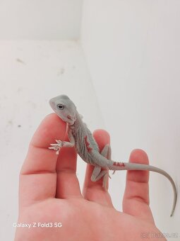 Agama vousatá , Zero - 11