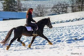 Připouštění Welsh cob - D - 11