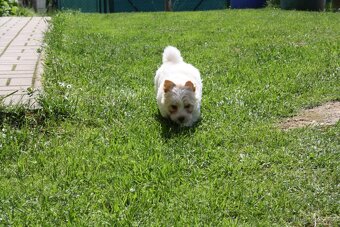 Yorkshire Terrier Golddust – štěňátka k odběru ihned - 11