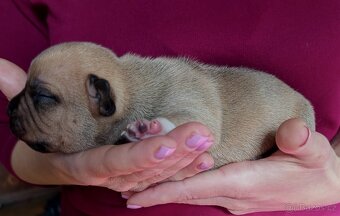 American bully pocket s PP - 11