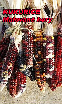 Semínka - rajčata, chilli, papriky, ačokča a další - 11