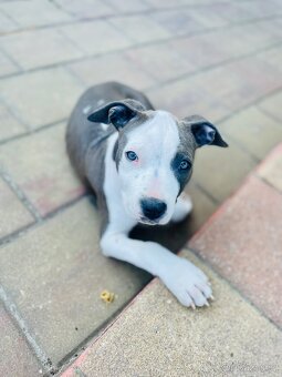 Americký stafordširský teriér - 11