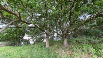 Prodej lesního pozemku - 11