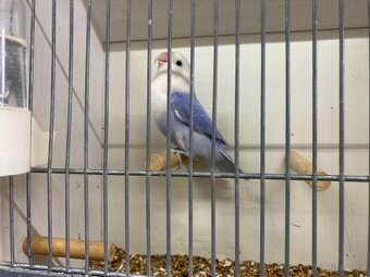 agapornis fischeri - 11