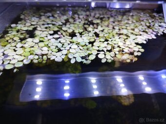 🌿 Krevetárium 30l 🌿 - 11