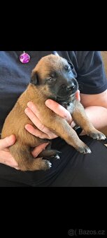 Belgický ovčák malinois s PP - 11