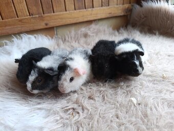 Morče  US Teddy / morčata / morčátko - 11