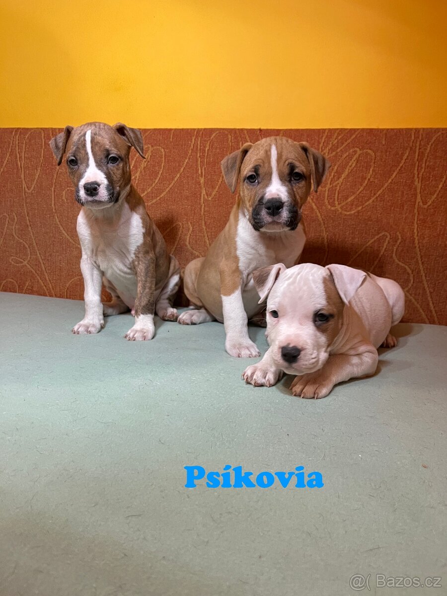 Americky Stafordšírský Terier šteniatka - 12