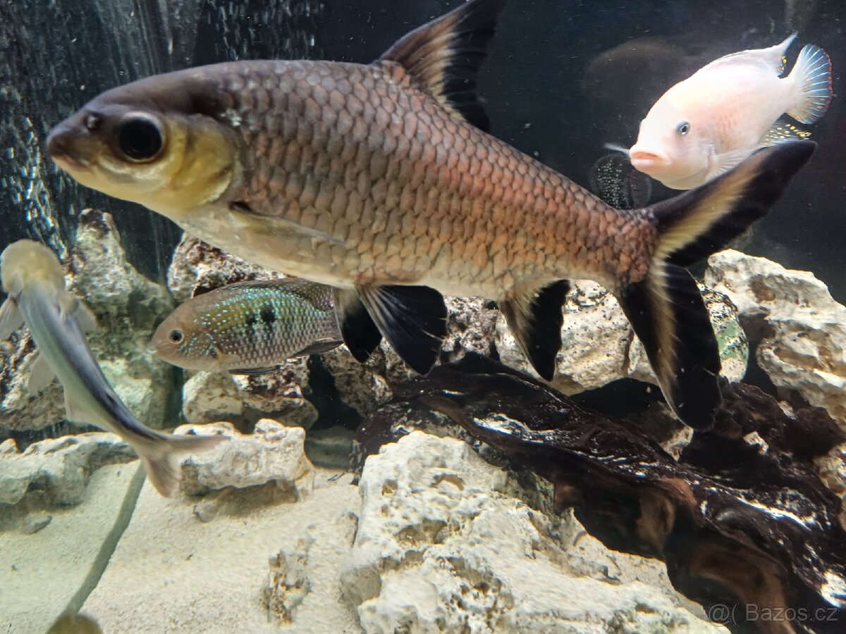 Parmička žraločí - 12