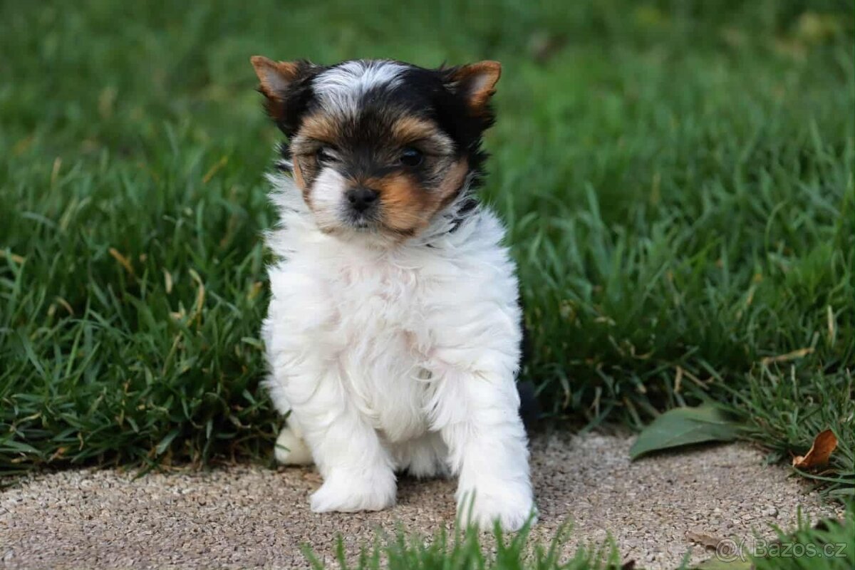 Biewer terriér- jorkšírský - fenka - 12