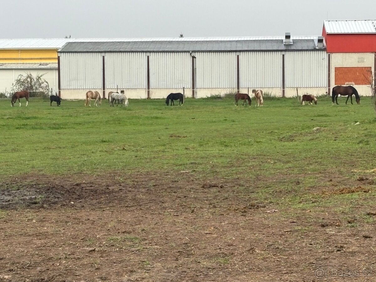 Ustájení a výcvik koní - 12