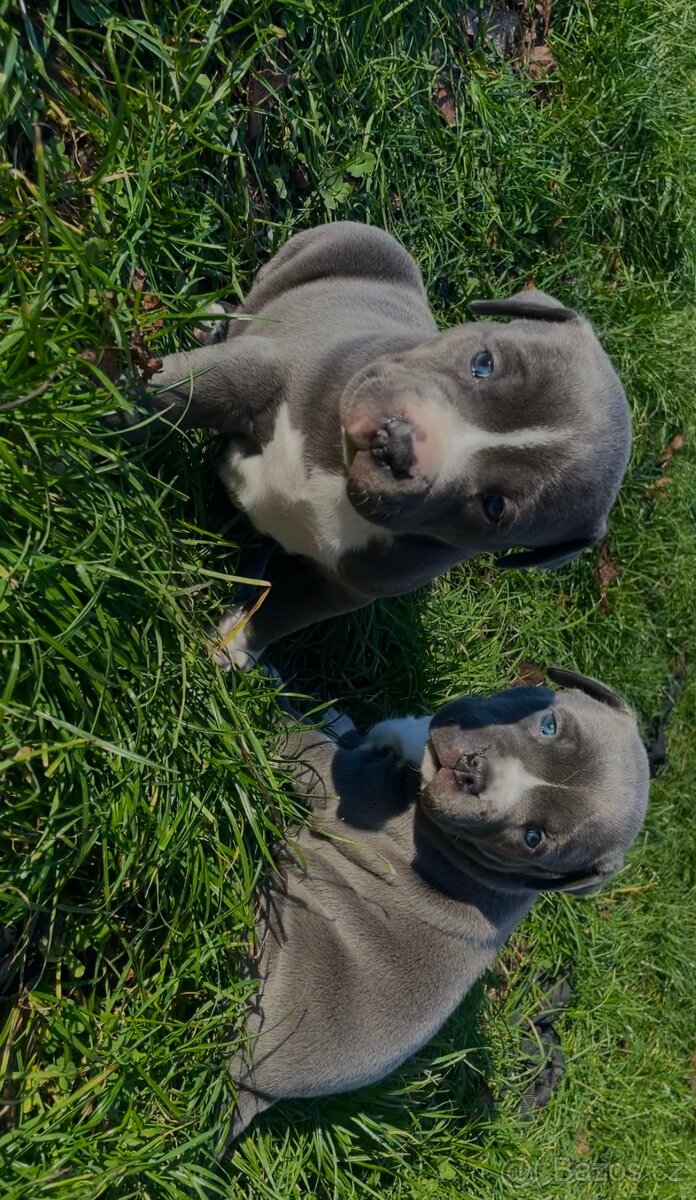 Americký staford modrý - štěňátka - 12