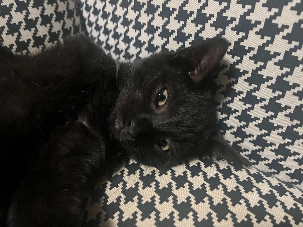 Černý kocour - 4 měsíce - 12