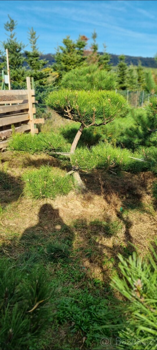 Tvarované borovice přímo od pěstitele. Velké bonsaje - 12