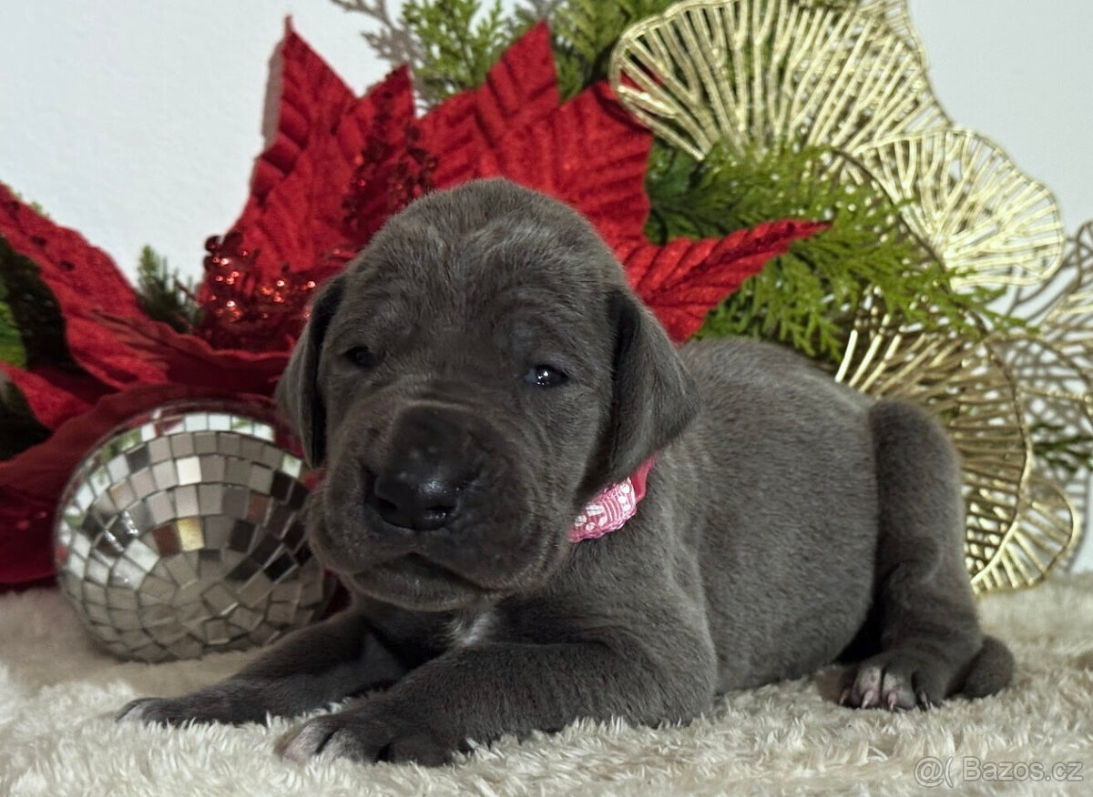 Německá doga modrá - 12