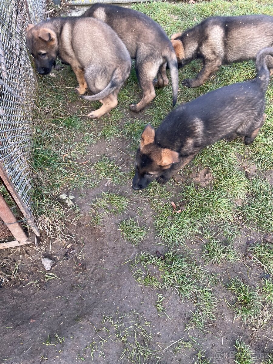 Německý ovčák - 12