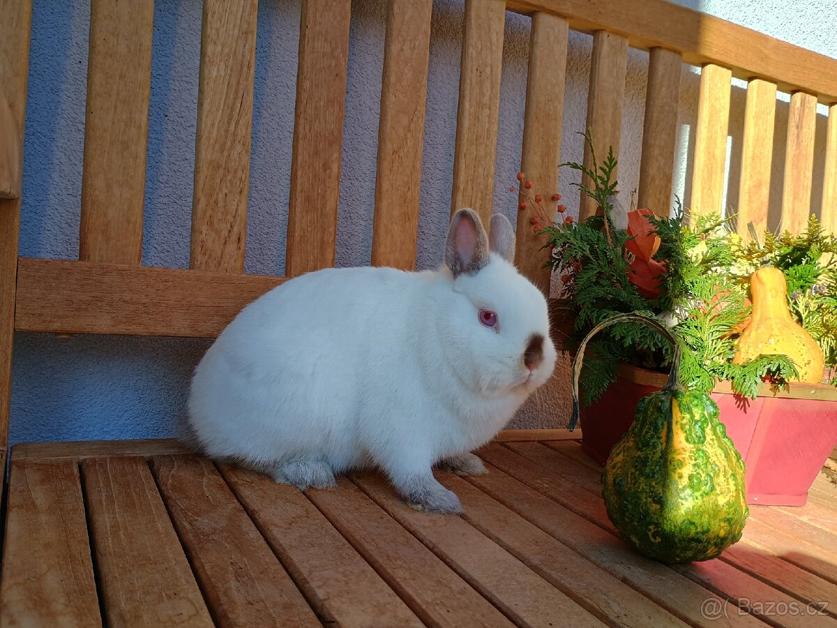 Zakrslá samička mazlík Siam - 12