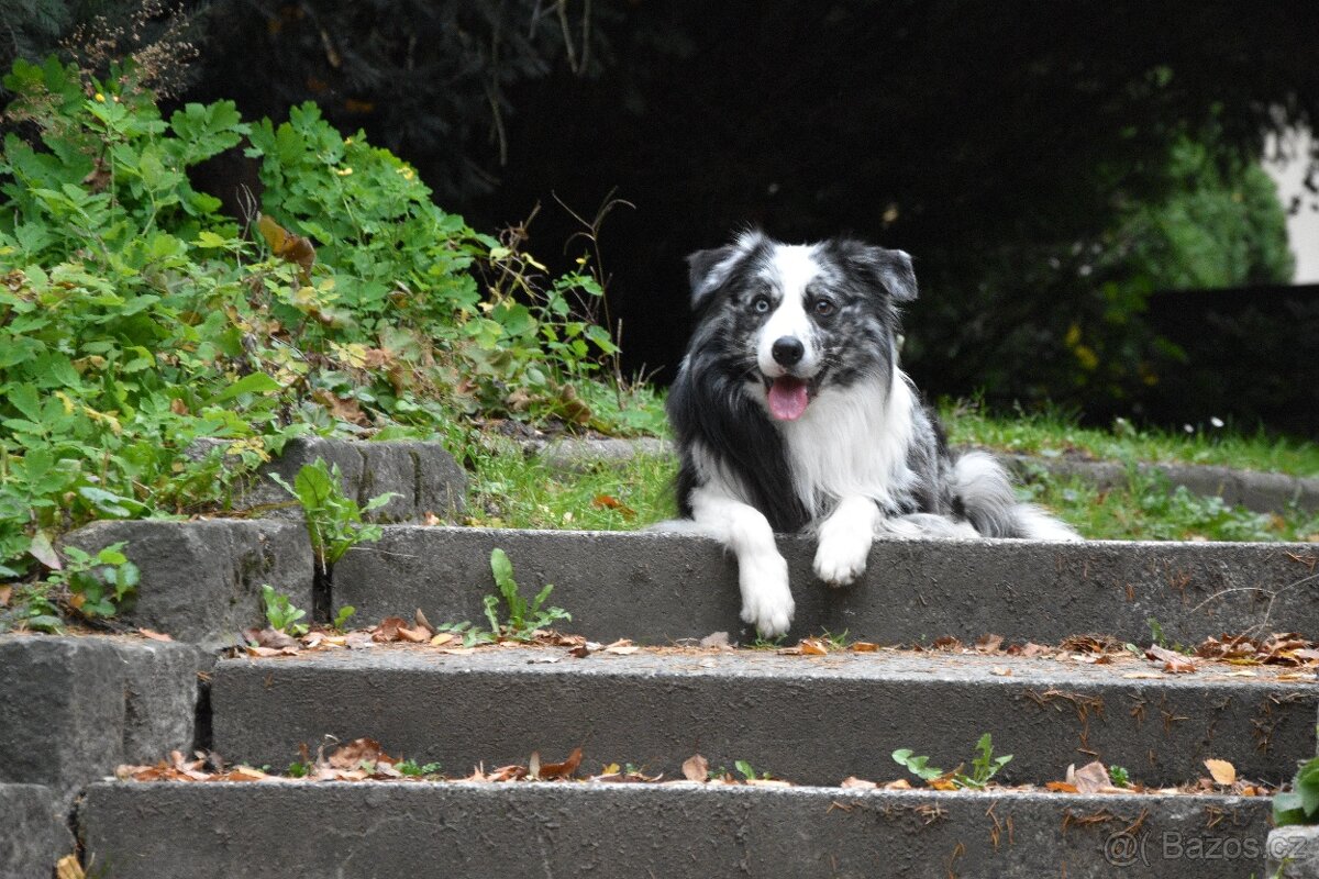 Krycí pes border kolie s PP FCI, nabídka krytí - 12