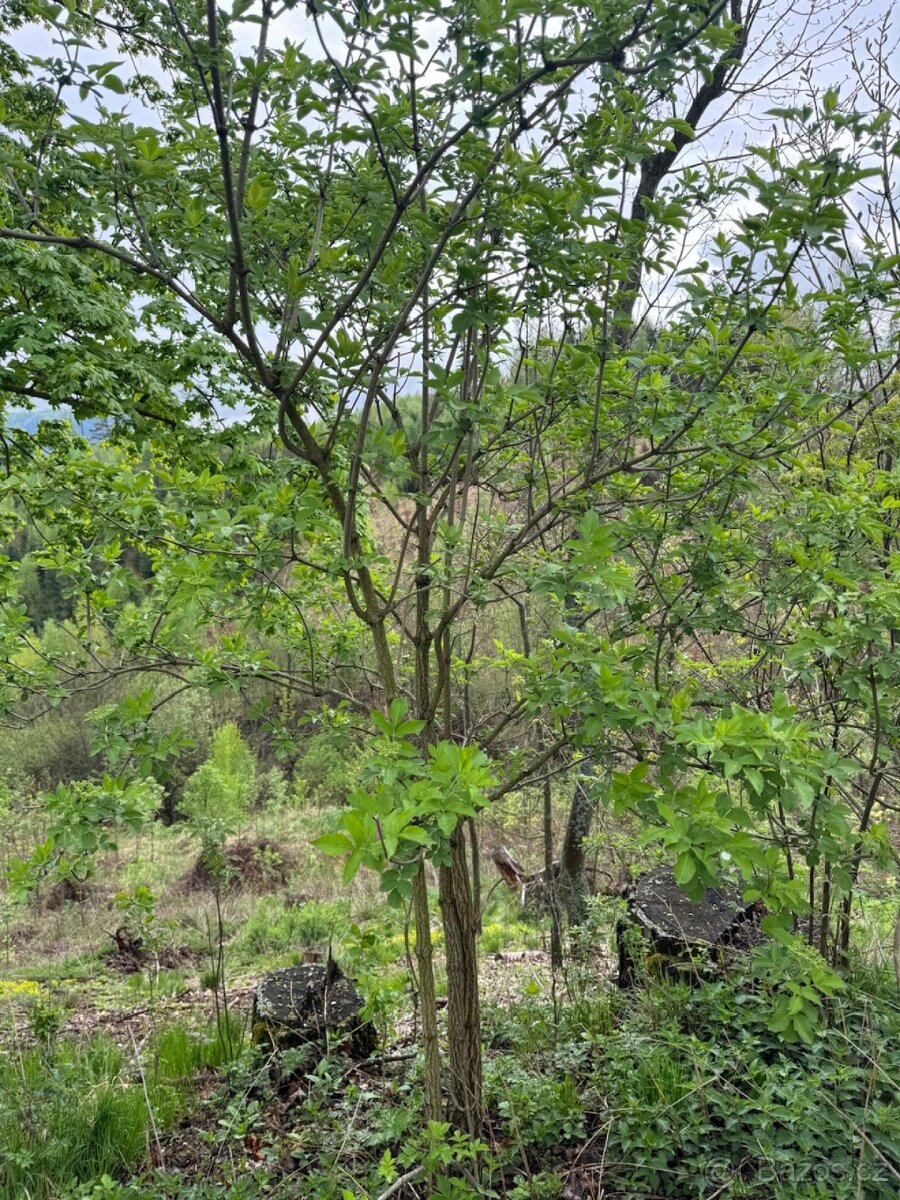 Prodám lesní pozemky v k.ú. Bukovina u Čisté. - 12