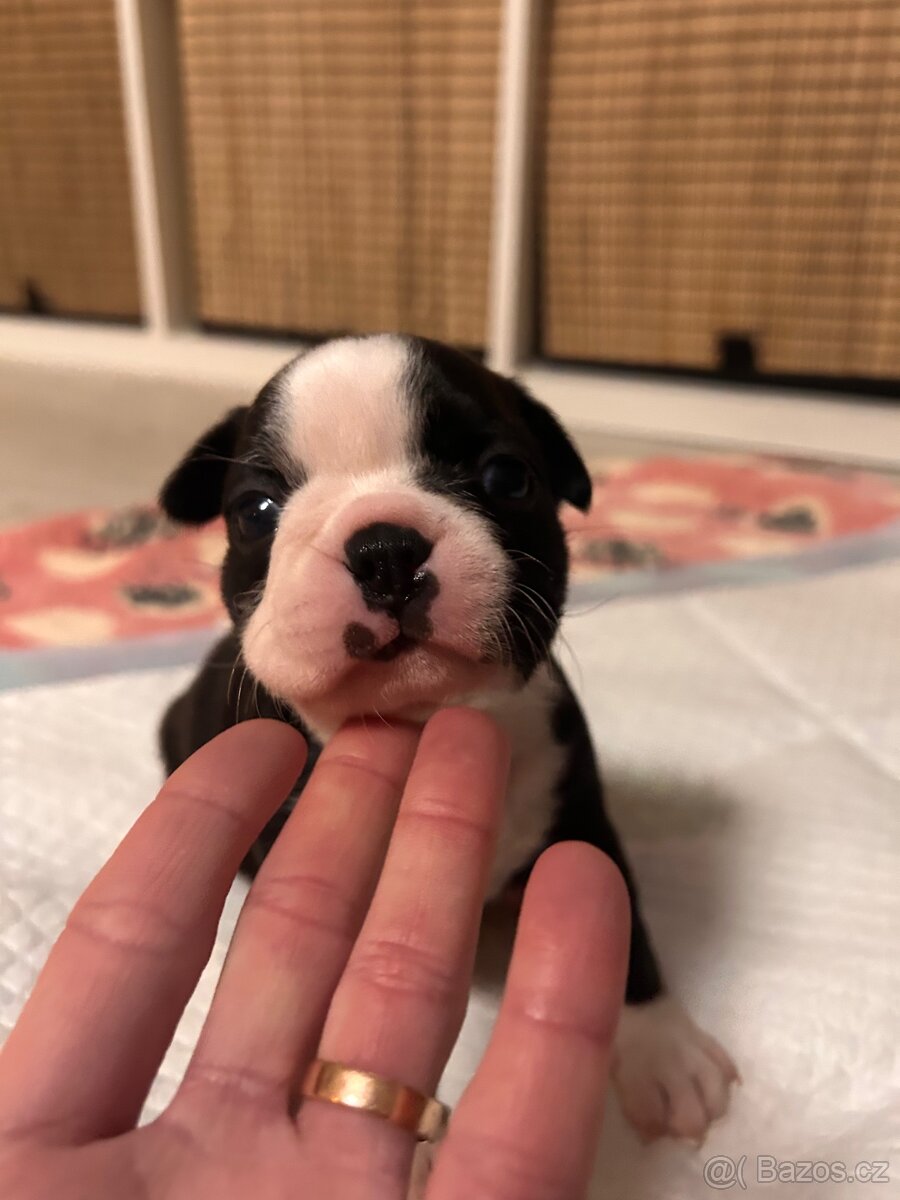 Bostonský teriér - 12